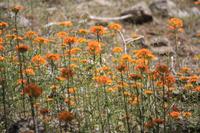 Blütenpracht im Yosemite Nationalpark