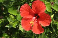 Blumenpracht