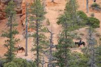 Bryce Canyon N.P.