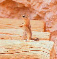 Bryce Canyon