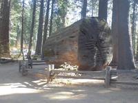 Calaveras Big Trees State Park