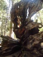 Calaveras Big Trees State Park