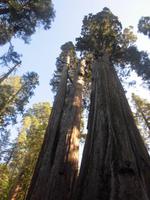 Calaveras Big Trees State Park