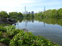 Central Park - NY