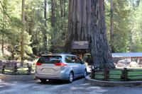 Chandelier Tree