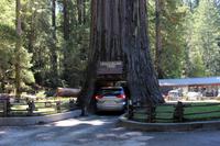Chandelier Tree