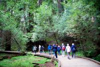 Die Mammutbäume im Muir Woods Nationalpark
