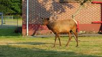 Elk (Wapiti-Hirsch) in Packwood