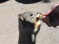 Erdmännchen
