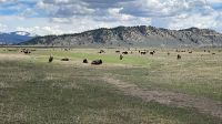 Fahrt durch den Teton Nationalpark - Vorbei an Bisonherden
