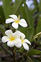 Frangipani