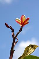 Frangipani