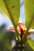 Frangipani