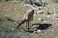 Grand Canyon N.P.