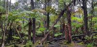 Inselrundfahrt - Big Island - Lava Thurston Tube