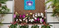Inselrundfahrt - Big Island - Orchideenfarm
