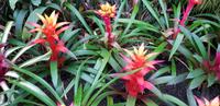 Inselrundfahrt - Big Island - Orchideenfarm