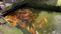 Inselrundfahrt auf O´ahu - Besuch des Byodo-In-Tempel