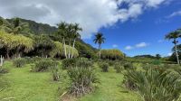 Inselrundfahrt auf O´ahu - Besuch einer Macadamia Nussfarm 