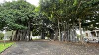 Inselrundfahrt auf O´ahu - zurück in Honolulu am Parlament und Präsidentenpalast