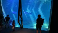 Inselrunfahrt auf Maui - Maui Ocean Center