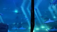 Inselrunfahrt auf Maui - Maui Ocean Center