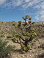 Joshua Tree