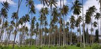 Kauai - Coconut Beach