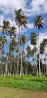 Kauai - Coconut Beach