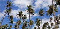 Kauai - Coconut Beach