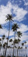 Kauai - Coconut Beach