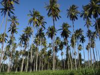 Kauai - Palmenfeld
