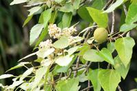 Kukuinussbaum