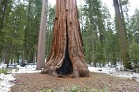 Mammutbäume im Yosemite Nationalpark