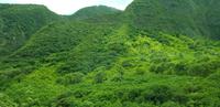 Maui - Inselrundfahrt - Iao Tal