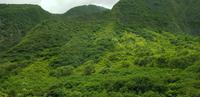 Maui - Inselrundfahrt - Iao Tal