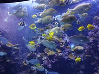 Maui Ocean Center 