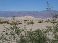Mesquite Sand Dunes