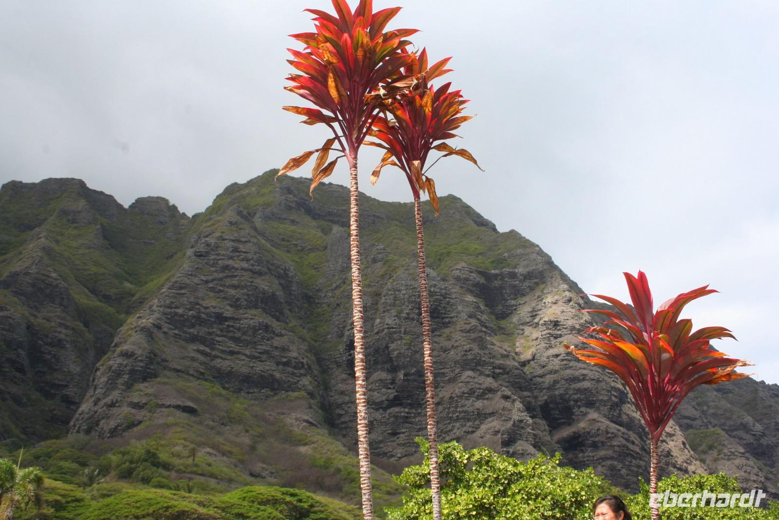 Oahu - Kualoa Ranch