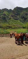 Oahu Rundfahrt - Kuala Ranch