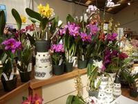 Orchideengärtnerei