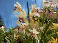 Orchideengärtnerei