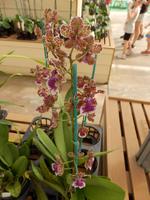 Orchideengärtnerei