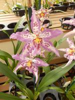 Orchideengärtnerei