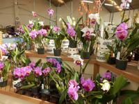 Orchideengärtnerei