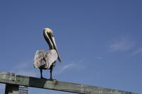Pelikan im Hafen von Miami