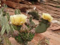 Prickly Pears