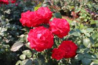 Rosengarten - Portland