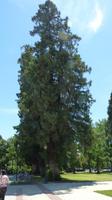 Sacramento - California State Capitol - Mammutbaum