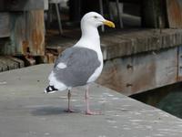 San Francisco - Sausalito